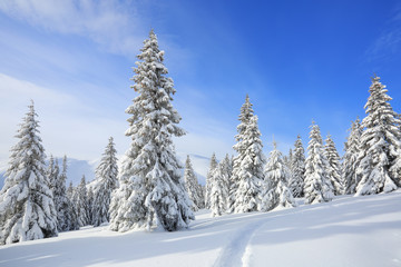 Fototapeta na wymiar Beautiful mountain scenery. Winter landscape with trees in the snowdrifts, the lawn covered by snow with the foot path. New Year and Christmas concept with snowy background. Location place Carpathian.