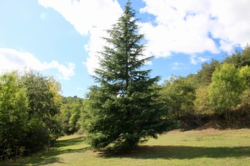 C&egrave;dre du Liban