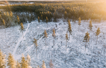 Aerial view to Winter Forest At Sunset time