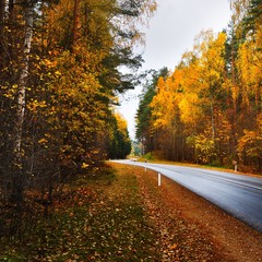 New highway road in an colorful Autumn forest near Riga, Latvia, the Baltic states.