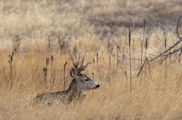 Mule Deer Buck in Colorado in the Fall Rut