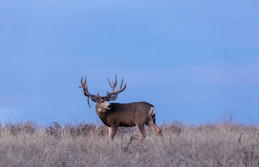 Mule Deer Buck in Colorado in the Fall Rut