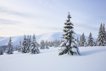 Beautiful landscape of high mountains, wood and blue sky. Winter scenery. Lawn covered with white snow. Location place Carpathian, Ukraine, Europe.
