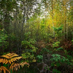Early Autumn deciduous forest in Latvia.