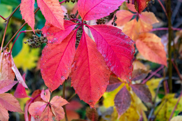Crimson leaves of wild grapes in the rays of the rising autumn sun