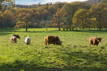 einige hochlandrinder auf sehr großer Weide