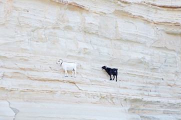 kozy © Patdrig Torc