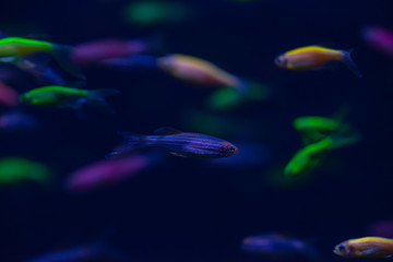 Danio glow fish color nature relax pets home  freshwater aquarium