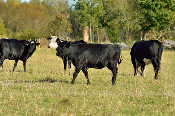 Two young bulls graze