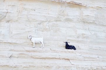 kozy © Patdrig Torc