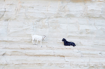 kozy © Patdrig Torc