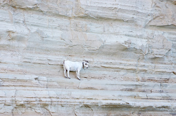 kozy © Patdrig Torc