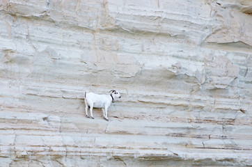 kozy © Patdrig Torc