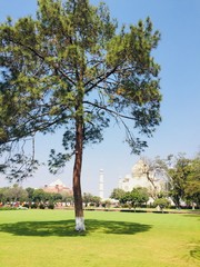 trees in the park