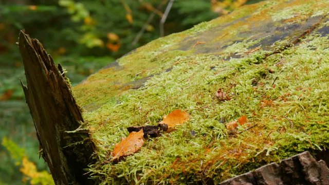 Big old stump covered with green moss in the forest. Sawn tree