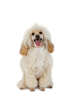 White Toy Poodle with its tongue hanging out