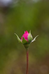 Aufblühende Knospe einer rosa Rose bei Regen, Rosa