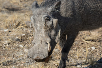 Naklejka na ściany i meble Closeup portrait of common gray warthog with big broken tusks standing in the grass in African savanna. Namibia