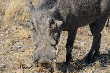 Closeup portrait of common gray warthog with big broken tusks standing in the grass in African savanna. Namibia