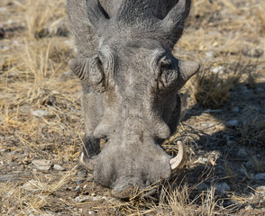 Fototapeta premium Closeup portrait of common gray warthog with big broken tusks standing in the grass in African savanna. Namibia