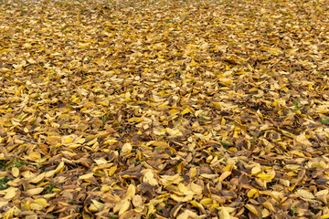 Dead leaves fallen on the ground. Fall, autumn, colors, season