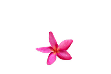Pink plumeria flowers Laying on brown stones
