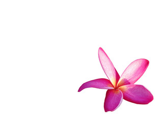 Frangipani blooms beautifully pink.