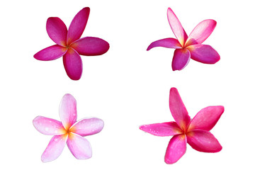Pink plumeria flowers Fully bloom On a white background