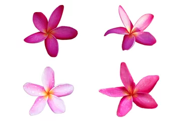 Foto op Plexiglas Roze plumeria bloemen Volledig bloeien Op een witte achtergrond © Teerapong