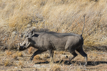 Closeup portrait of common gray warthog with big broken tusks standing in the grass in African savanna. Namibia