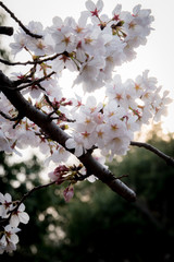 Cherry Blossoms