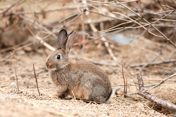  hare in natural habit, forest