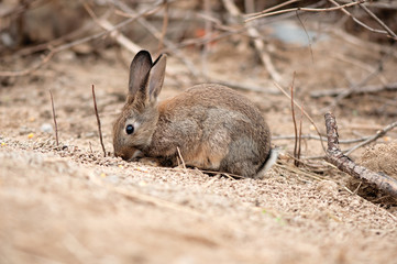  hare in natural habit, forest