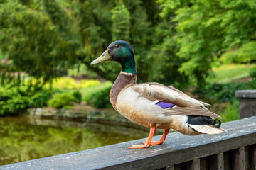Mallard Duck A male, Mallard Duck perches on a wooden railing.