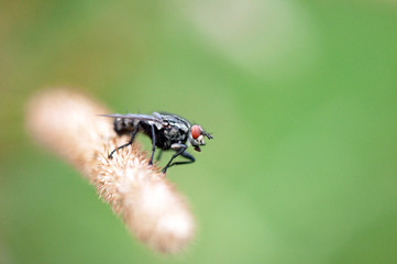 Fototapeta premium Some insects, bee, catelerpilar, and others