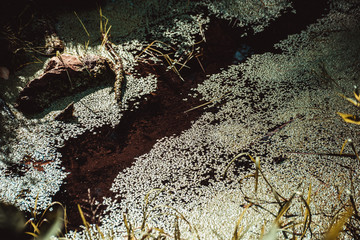 Tina in the still water of a pond