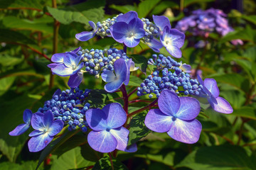 Obraz premium Multi-colored hyrangea blossoms and buds