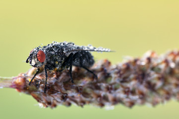 Some insects, bee, catelerpilar, and others