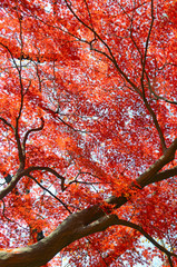 Vibrant Foliage of Japanese maples in Autumn colors with red leaves, Japan