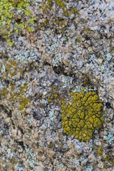 Lichens are a close, long term relationship of fungus and photobiont. They are an example of Symbiosis, and a few of the 145 species found in Joshua Tree National Park grow near Ryan Mountain.