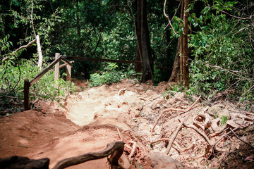 Trail through tall trees in a lush forest The cliff is a rocky layer with soil Adventurous trekking trail ravine forest landscape sunny summer day Ramkhamhaeng National Park, Sukothai, Thailand,