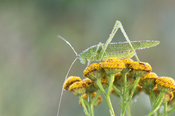 Some insects, bee, catelerpilar, and others