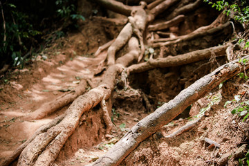 Fototapeta na wymiar Trail through tall trees in a lush forest The cliff is a rocky layer with soil Adventurous trekking trail ravine forest landscape sunny summer day Ramkhamhaeng National Park, Sukothai, Thailand,