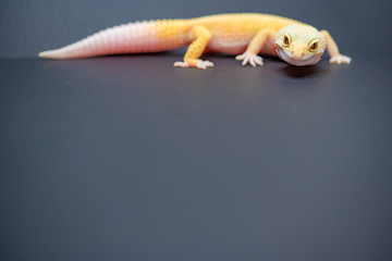 レオパの全身が入ったイメージ