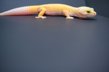 レオパの全身が入ったイメージ