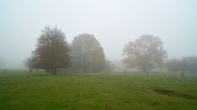 Bäume auf einer Wiese im Herrenkrugpark bei Magdeburg im Herbst im Nebel