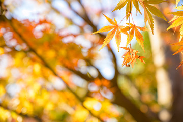 綺麗に紅葉したもみじ