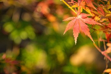 綺麗に紅葉したもみじ