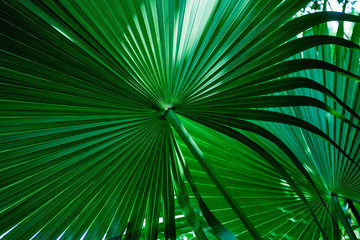tropical palm leaf and shadow, abstract natural green background, dark blue tone