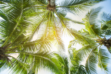 Fototapeta premium Coconut palm leaves perspective view , tropical palm leaves background